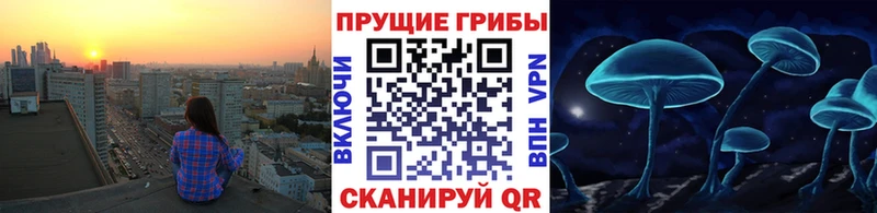 Галлюциногенные грибы Psilocybine cubensis  Будённовск 